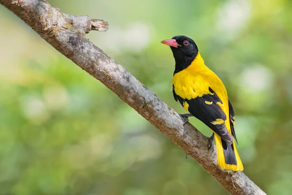 印度金黄鹂 Oriolus Oriolus Kundoo 美丽的黄色和黑鸟从亚洲森林和林地 斯里兰卡 — 图库照片