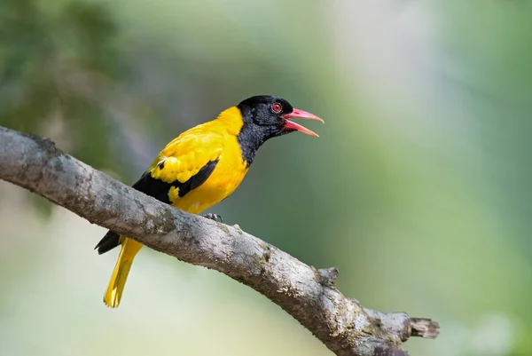Indiase Wielewaal Oriolus Oriolus Kundoo Mooie Gele Zwarte Vogel Uit — Stockfoto