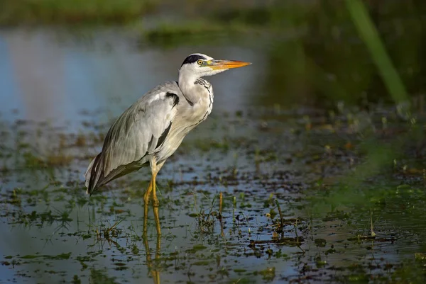 Ardea Cinerea Euroasian 호수와 하천에서 — 스톡 사진