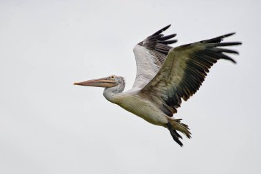 Pelikan - nokta gagalı Pelecanus philippensis, Sri Lankalı göller gelen büyük beyaz pelikan.