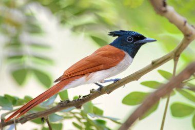 Sri Lankalı woodlands ve bahçeleri ötücü kuş Asya cennet-sinekkapan - Terpsiphone Sonat, güzel siyah başlı.