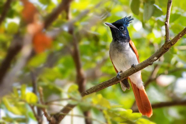 Aziatische Paradijs Vliegenvanger Terpsiphone Paradisi Mooi Zwart Onder Leiding Van — Stockfoto