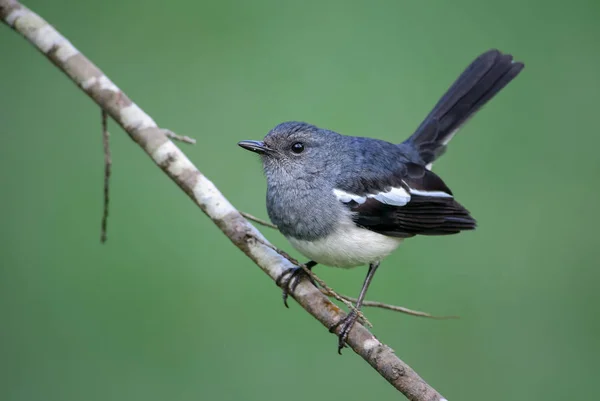 Oriental Magpie Robin Copsychus Saularis Beautiful Black Nad White Perching — Stock Photo, Image