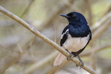 Oryantal Saksağan-robin - Copsychus saularis, güzel siyah nad beyaz kuş Asya woodlands tıraşlama.