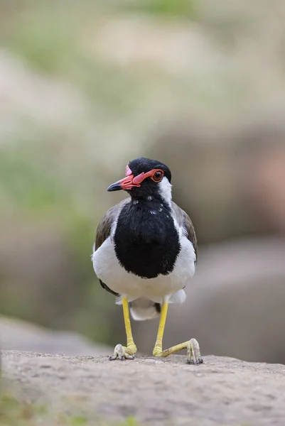 Red Wattled Lapwing Vanellus Indicus Large Colored Plover Asian Swamps — Stock Photo, Image