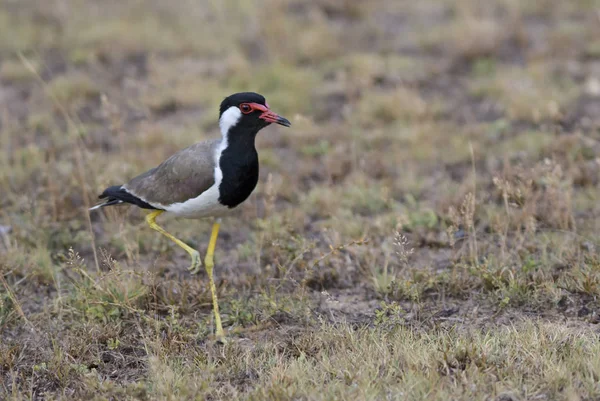 Röd Wattled Tofsvipa Vanellus Indicus Stora Färgade Strandpipare Från Asiatiska — Stockfoto