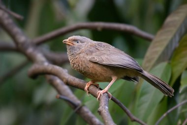 Sarı gagalı yedikardeşi - Turdoides affinis, ortak yedikardeşi Sri Lanka bahçeleri ve woodlands.