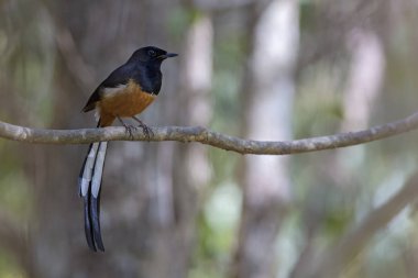 Beyaz popolu Shama - Copsychus malabaricus, Asya ormanlarından güzel ikonik tüneyen kuş, Sri Lanka.