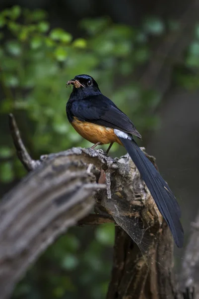 Shama Raza Blanca Copsychus Malabaricus Hermoso Pájaro Icónico Encaramado Los —  Fotos de Stock