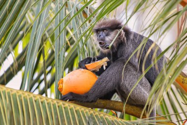 Mor suratlı yaprak Monkey - Trachypithecus vetulus, güzel langur Asya ormanlar ve woodlands, Sri Lanka.