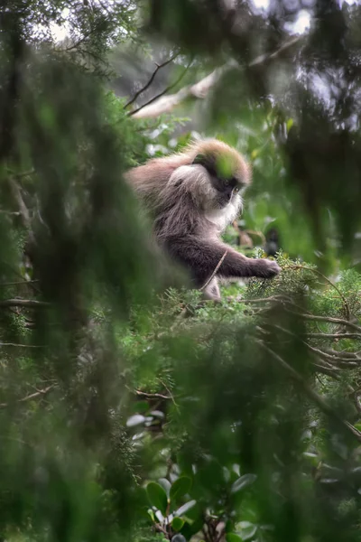 Purple-faced Leaf Monkey - Trachypithecus vetulus, beautiful langur from Asian forests and woodlands, Sri Lanka.