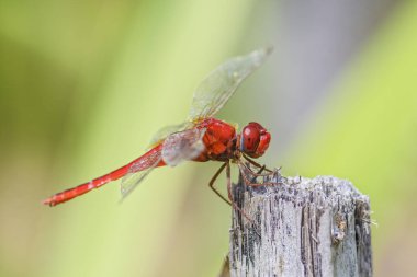 Scarlet kepçe - Crocothemis servilia, Sri Lankalı göller ve nehirler dan güzel yusufçuk.