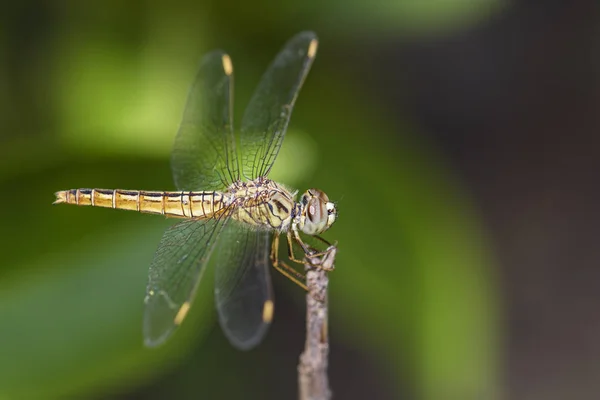 沟宝石蜻蜓 Brachythemis Contaminata 美丽的蓝色蜻蜓从斯里兰卡湖泊和河流 — 图库照片