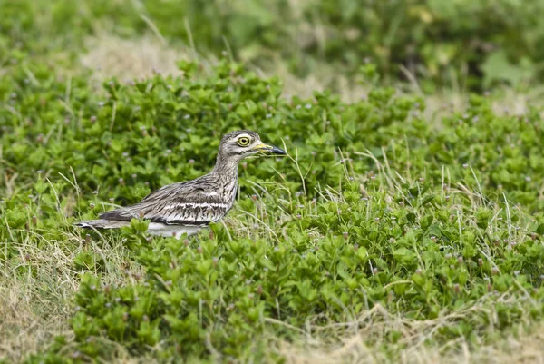 Piedra India Burhinus Indicus Pequeño Pájaro Tímido Prados Pastizales Asiáticos — Foto de Stock