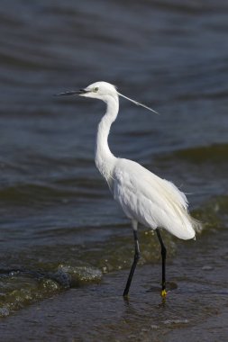 Küçük ak balıkçıl - Egretta garzetta, Avrasya taze sularından, Sri Lanka güzel beyaz küçük ak balıkçıl.