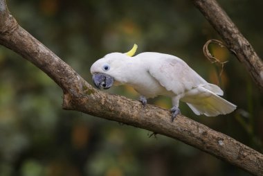 Eleonora Kakadu - Cacatua galerita eleonora, Aru Adaları, Endonezya gelen güzel beyaz papağan.