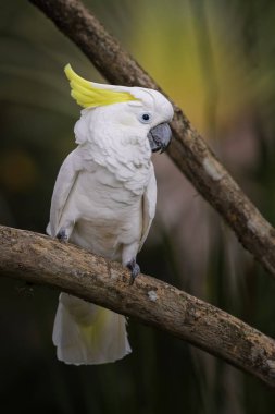 Eleonora Kakadu - Cacatua galerita eleonora, Aru Adaları, Endonezya gelen güzel beyaz papağan.