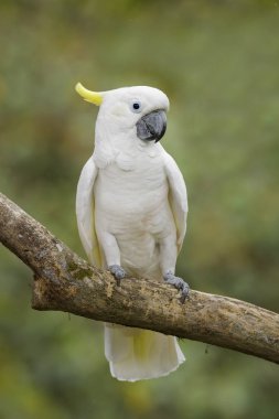 Eleonora Kakadu - Cacatua galerita eleonora, Aru Adaları, Endonezya gelen güzel beyaz papağan.