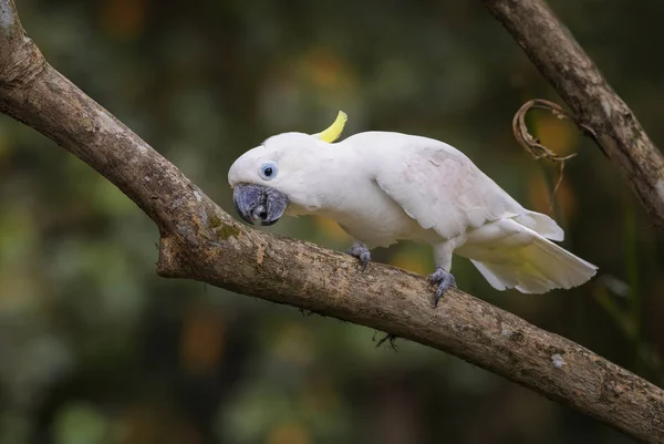 Cacatoès Eleonora Cacatua Galerita Eleonora Beau Perroquet Blanc Des Îles — Photo