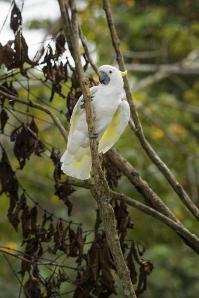 Eleonora Cockatoo Cacatua Galerita Eleonora Beautiful White Parrot Aru Islands — Stock Photo, Image