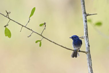 Mavi Monarch - Hypothymis azurea, küçük mavi tüneyen kuş Güneydoğu Asya ormanlar ve woodlands, Sri Lanka.