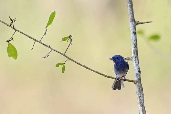 Blauer Monarch Hypothymis Azurea Kleiner Blauer Sitzvogel Aus Südostasiatischen Wäldern — Stockfoto