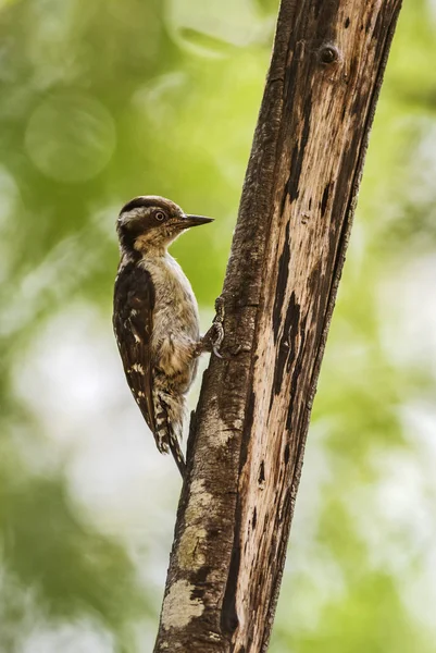 Sunda Pygmy Woodpecker Dendrocopos Moluccensis Pequeño Pájaro Carpintero Raro Los — Foto de Stock