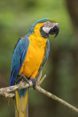 Mavi-sarı ara - Ara ararauna, Güney Amerika ormanları ve woodlands büyük güzel renkli papağan.