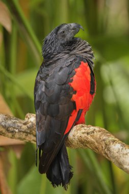 Pesquet's Parrot - Psittrichas fulgidus, large black and red parrot from New Guinea forests and woodlands. clipart