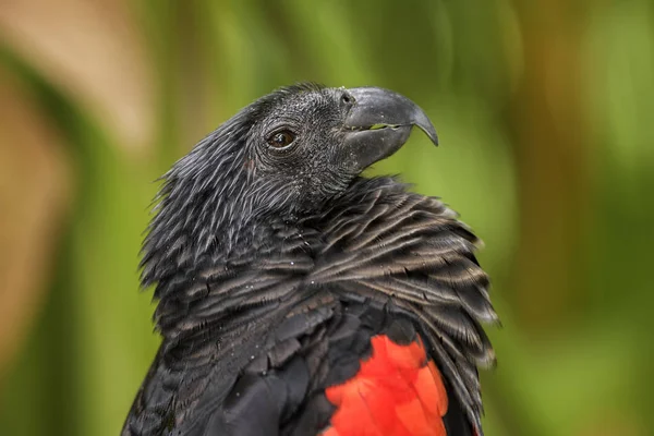 Pesquet Parrot Psittrichas Fulgidus Large Black Red Parrot New Guinea — Stock Photo, Image