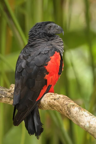 Pesquet Parrot Psittrichas Fulgidus Large Black Red Parrot New Guinea — Stock Photo, Image