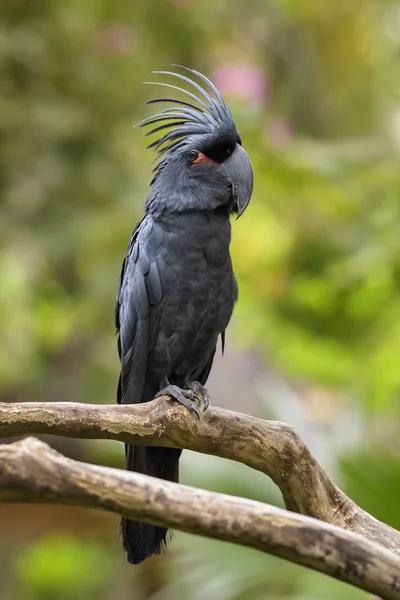 Pálmakakadu Probosciger Aterrimus Nagy Egyedi Gyászkakadu Papagáj Ausztrál Indonéz Erdők — Stock Fotó