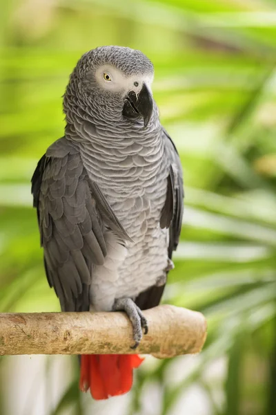 African Grey Parrot Psittacus Erithacus Beautiful Large Parrot Central Africa — Stock Photo, Image