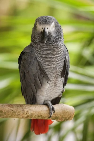 African Grey Parrot Psittacus Erithacus Beautiful Large Parrot Central Africa — Stock Photo, Image