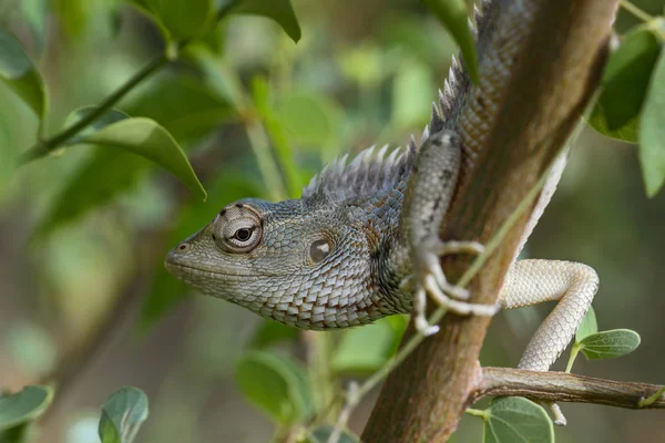 Oriental Garden Lizard Calotes Versicolor Colorful Changeable Lizard Asian Forests — Stock Photo, Image