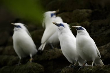 Rothschild'in sığırcık - Leucopsar rothschildi, güzel beyaz mavi gözlü starling Bali Adası, Endonezya endemik.