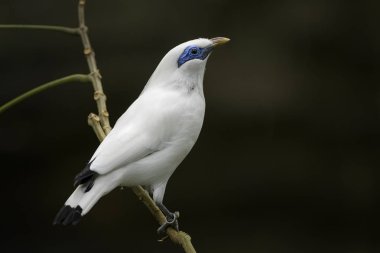 Rothschild'in sığırcık - Leucopsar rothschildi, güzel beyaz mavi gözlü starling Bali Adası, Endonezya endemik.