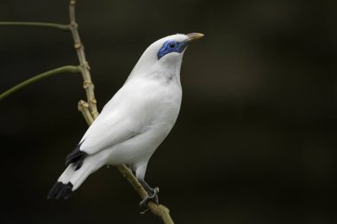 Rothschild's Mynah - Leucopsar rothschildi, beautiful white blue eyed starling endemic in Bali island, Indonesia. clipart