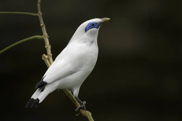 Rothschild Mynah Leucopsar Rothschildi Beautiful White Blue Eyed Starling Endemic — Stock Photo, Image