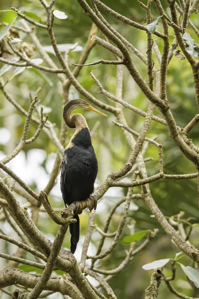 Feketehasú Kígyónyakúmadár Anhinga Melanogaster Horgászat Tóban Bali Indonézia — Stock Fotó