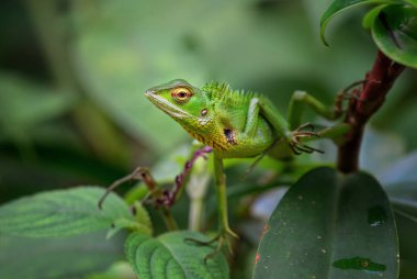 Oriental Bahçe kertenkele - Calotes versicolor, renkli değiştirilebilir kertenkele Asya ormanlar ve çalılar, Sri Lanka.