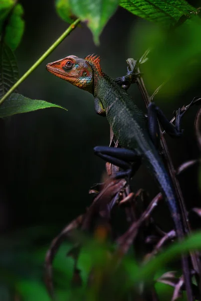 Oriental Garden Ještěrka Calotes Versicolor Barevné Výměnné Ještěrka Asijské Lesů — Stock fotografie