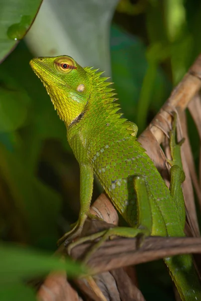 Oriental Garden Lizard Calotes Versicolor Lagarto Mutável Colorido Florestas Arbustos — Fotografia de Stock