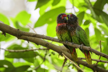 Sarı çizgili lori - Chalcopsitta scintillata, güzel renkli papağan tropikal ormanlar ve woodlands, Papua Yeni Gine.