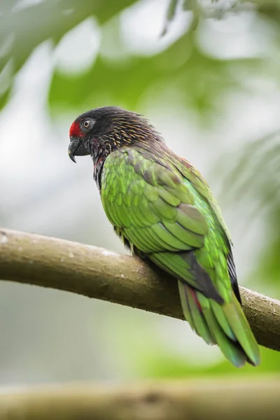 Gul Randiga Lory Chalcopsitta Scintillata Vackra Färgglada Papegoja Från Tropiska — Stockfoto