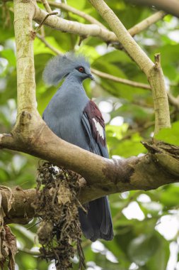 Victoria Taçlı-güvercin - Goura victoria, Papua Yeni Gine ormanlar ve woodlands güzel taç pidgeon.