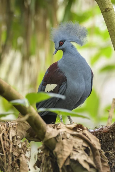 Victoria Crowned Pigeon Goura Victoria Beautiful Crowned Pidgeon Papua New — Stock Photo, Image