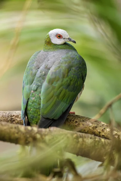 Vitbukad Imperial Pigeon Ducula Forsteni Vackra Färgglada Duva Från Indonesiska — Stockfoto