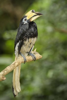 Oryantal Fareli köyün-kartallar - Anthracoceros albirostris, Güneydoğu Asya ormanlar ve woodlands küçük güzel kartallar.