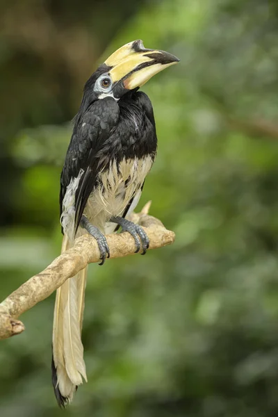 Orientaliska Pied Hornbill Anthracoceros Albirostris Små Vackra Hornbill Från Sydostasien — Stockfoto